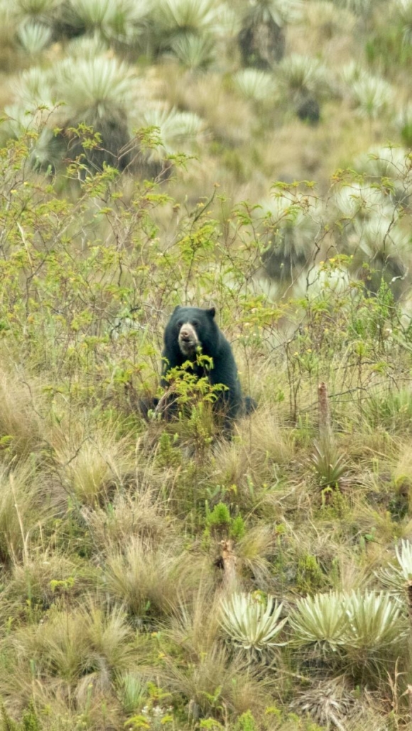 SAN JUANITO – CHINGAZA