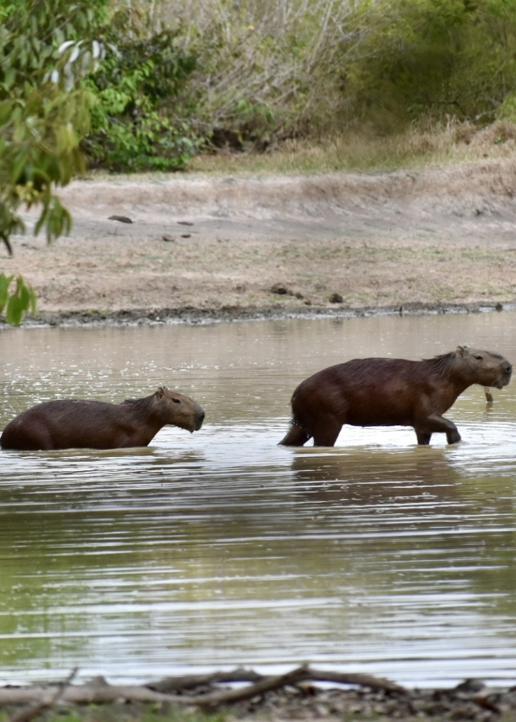 Secretos del Río y Parrandon Llanero