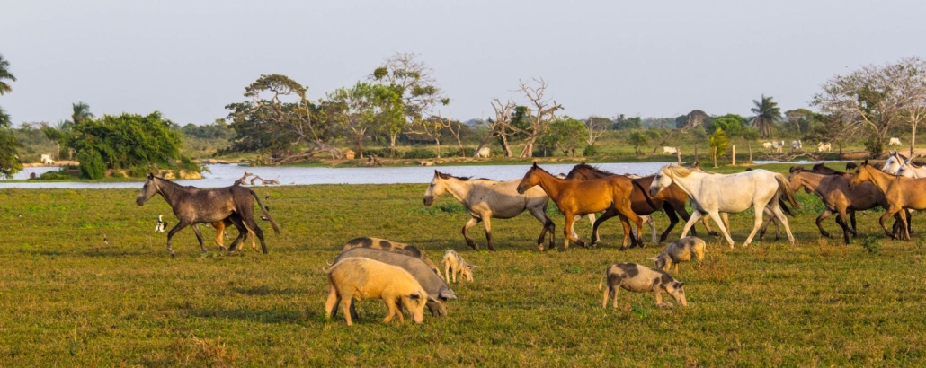 Safari Llanero y Trabajo de Llano  